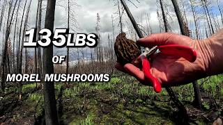Incredible Day Harvesting Morel Mushrooms Deep in the Canadian Bush!