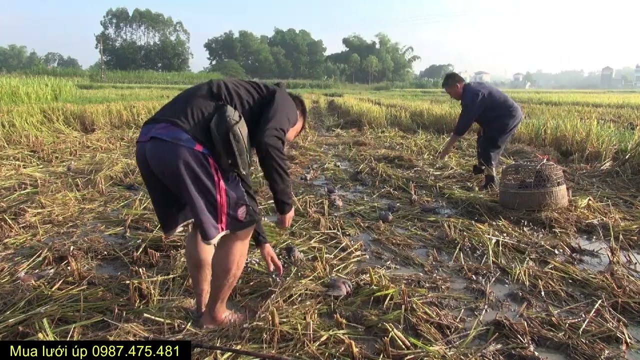 Kỷ lục úp Đàn Chim Ngói 30 Con? Vụ Chim Di Cư 2025