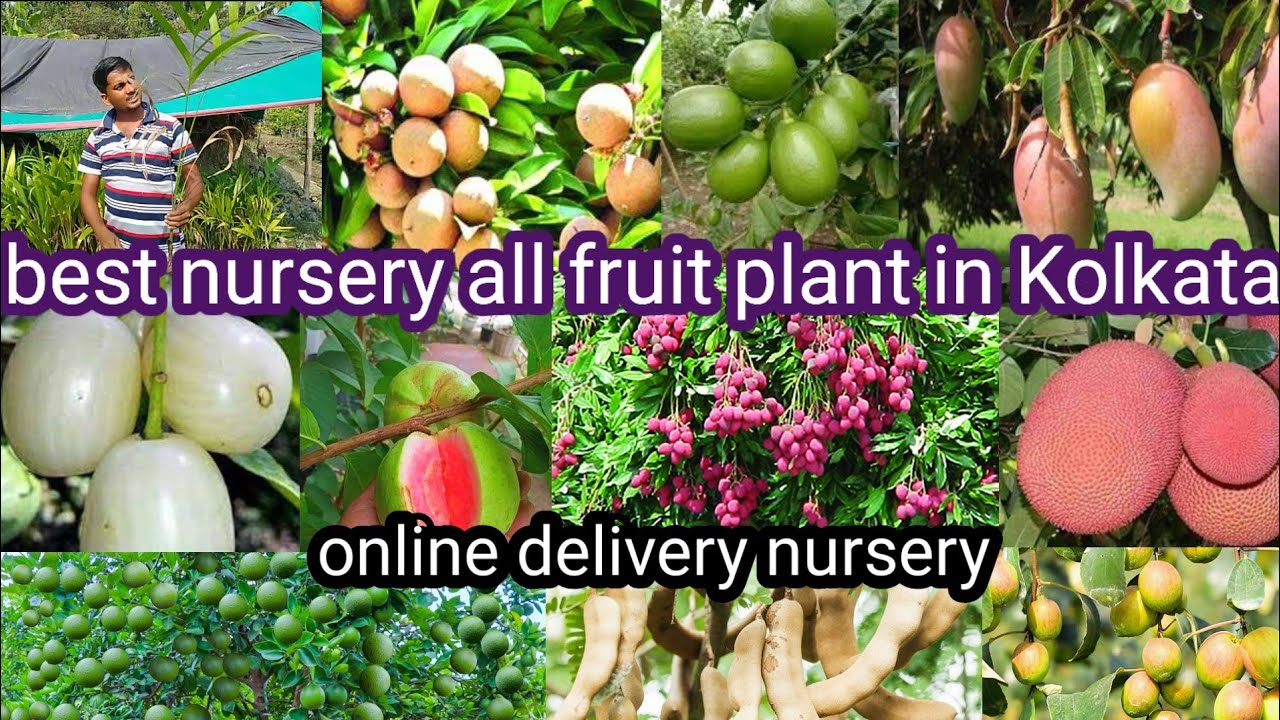 best Nursery all fruit plant in Kolkata online delivery Nursery Visit