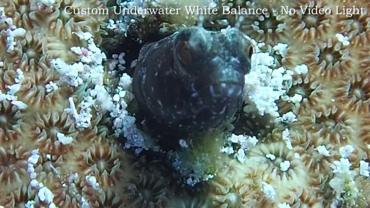 Tough TG-4 Review: Custom Underwater White Balance vs. Sola 1200 Video Light