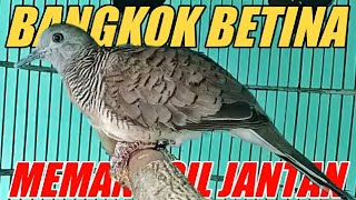 Suara Perkutut Bangkok Betina Ini Paling Manjur Buat Pancingan Perkutut Jantan