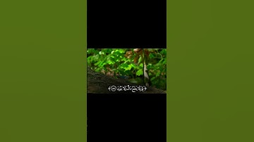 اذكر الله | قدر تعبي بأكسبلور،#قرآن_كريم #قران #quran #القران_الكريم #تلاوة_خاشعة #تلاوة #قرآن
