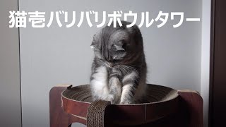 猫ブログ2022年8月 猫壱バリバリボウルタワー