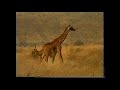 Boko (Official Video) - Kilimanjaro Band Njenje Mp3 Song