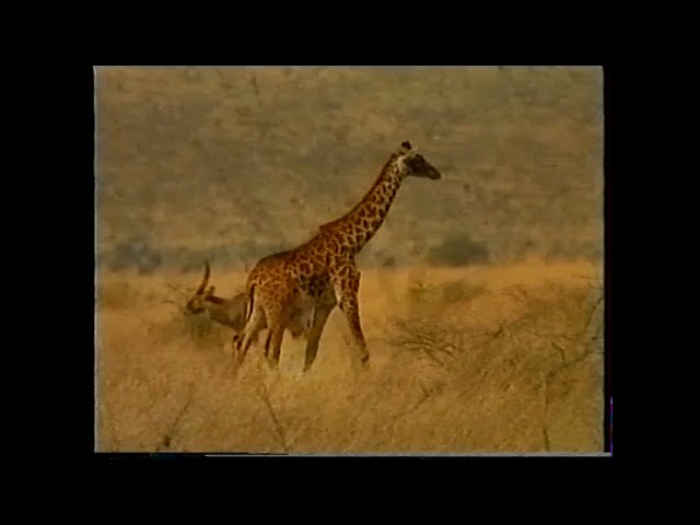 Boko (Official Video) - Kilimanjaro Band Njenje class=
