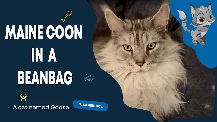 Watch the video about Maine Coon in a beanbag