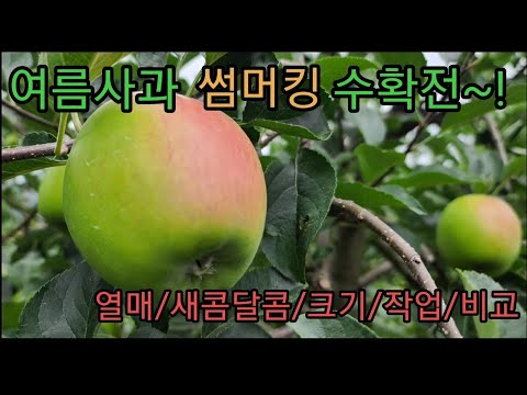 여름사과 썸머킹 수확전 작업과 붉은빛~! 열매/사과/새콤달콤/크기/비교