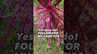 Do Good Luck Plant| Ti plant| Cordyline Have Flowers (Cordyline Bloom)shorts