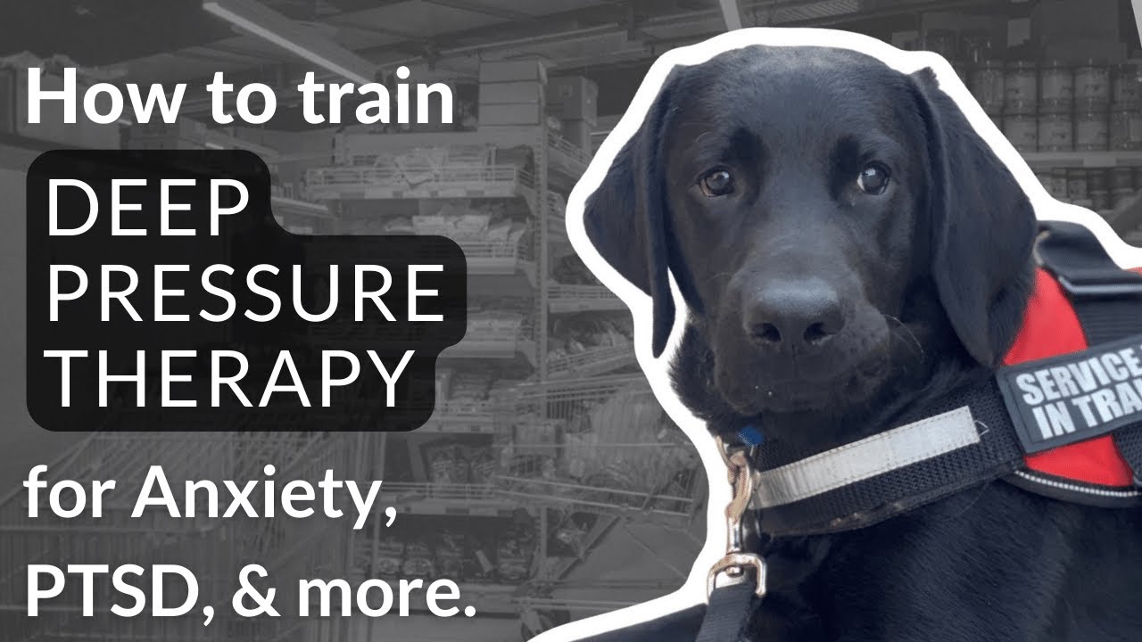 How to Train a Therapy Dog for Anxiety: A Complete Guide
