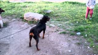 Rottweiler Asil Durus