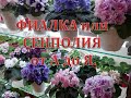 ФИАЛКА или СЕНПОЛИЯ  от А до Я. Мои комнатные цветы. Часть 11.