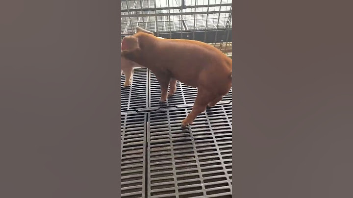 Futuro semental, Cruce Duroc con Pietrain🔥🍀