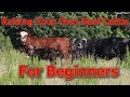 Raising Your Own Beef Cattle For Beginners