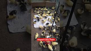 Original Colour Pekin Duckling 🐥| limited stock available 👍 #hatchery #duckfarming #farming