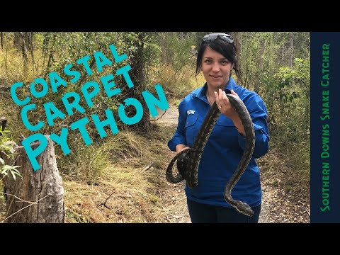 Coastal Carpet Python - Berat
