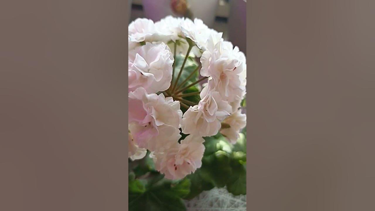 Пеларгония галина уланова фото и описание Ив Галина Уланова. Первое цветение 02.08.2023. Naturlana Pelargonio Дзен