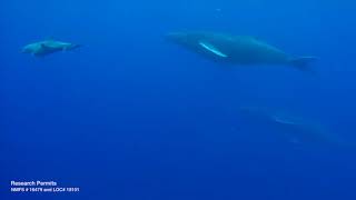 Bottlenose dolphins and humpback whales in Hawaii