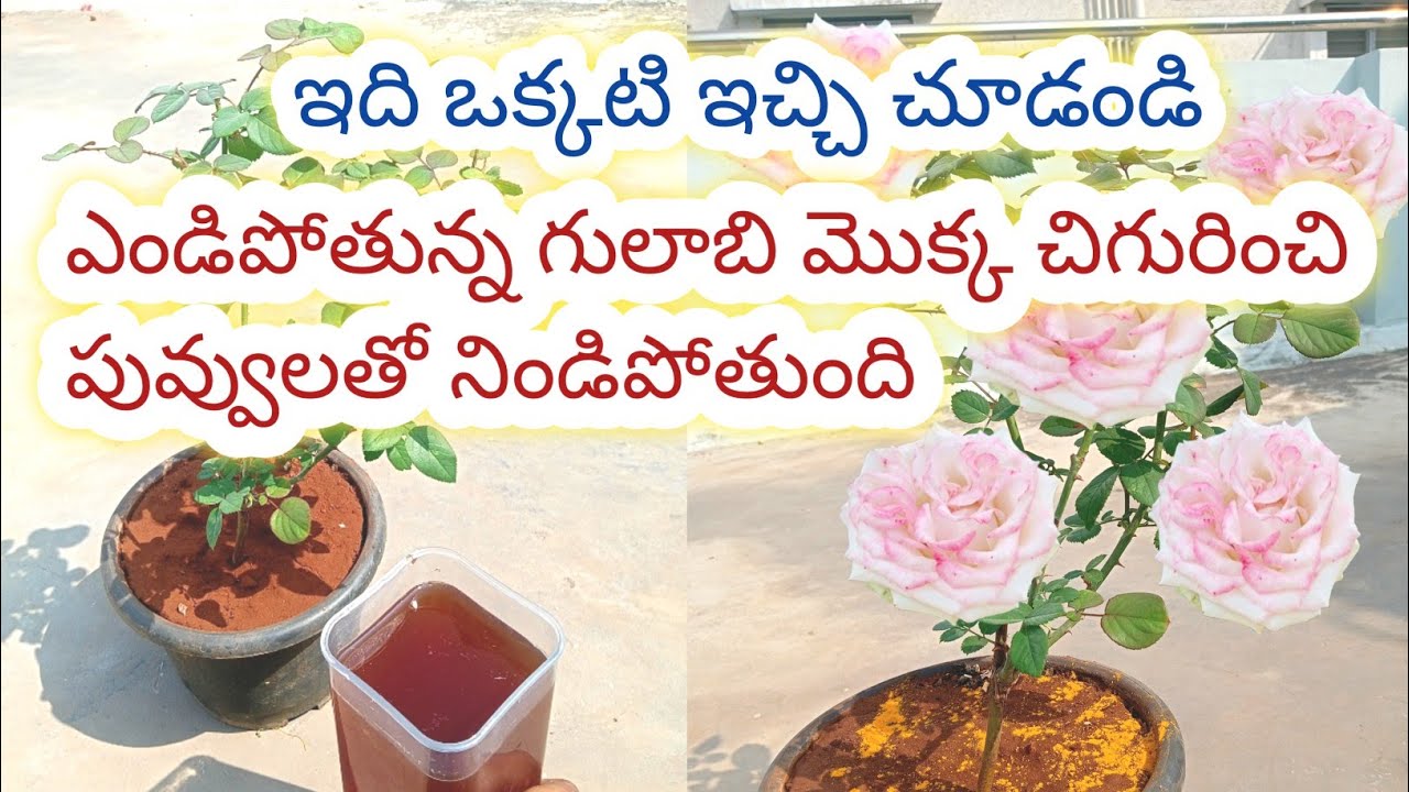 చనిపోయిన గులాబీ మొక్క చిగురించి పూలు పూయాలి అంటే ఈ best rose mix fertilizerఇవ్వండి/rose plant growth