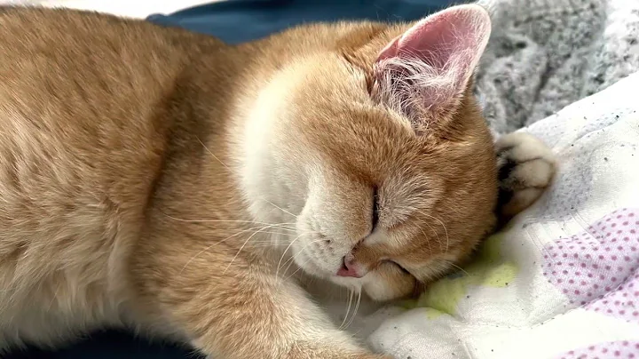 Watch the video about British shorthair sleeps