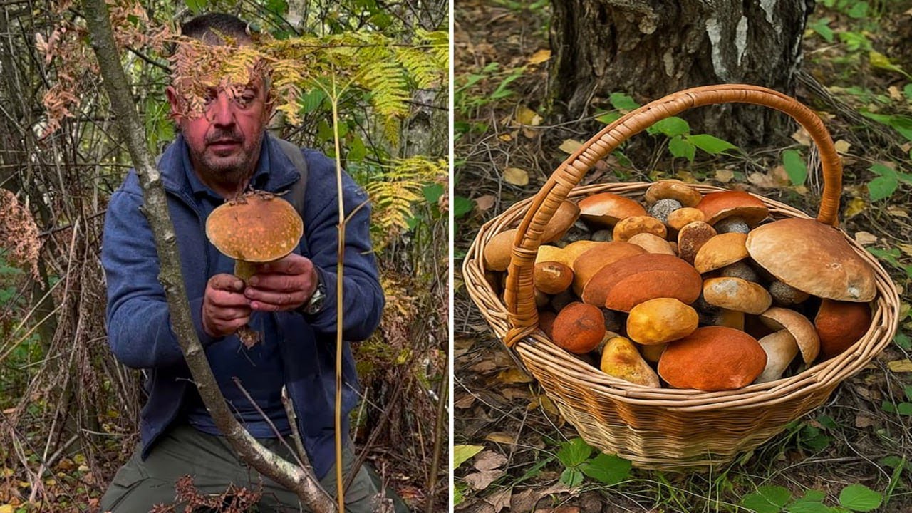 Mushroom foraging adventure in a forgotten Mountain Forest.
