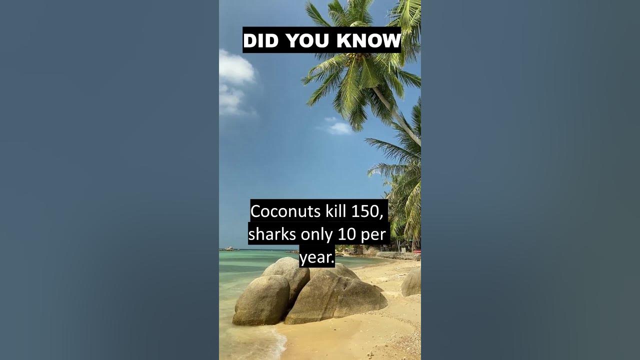 DID YOU KNOW? Falling Coconut Kills More Vs Sharks Fun Facts YouTube