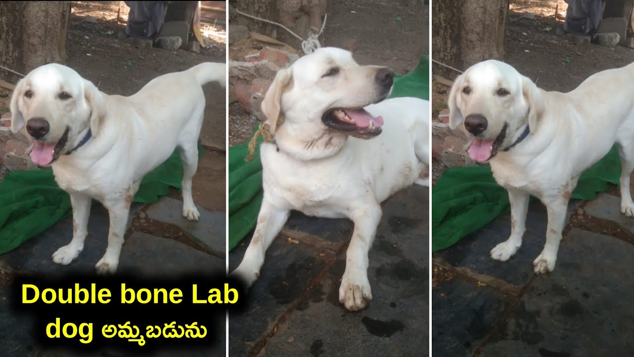 top quality Lab dog for sale in telugu/ 6301 236 069 /aj pets YouTube