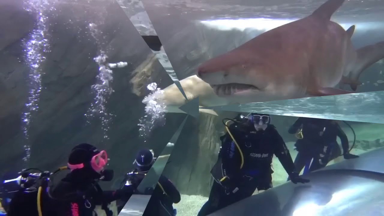 Shark Dive Xtreme at Sydney’s Sea Life YouTube