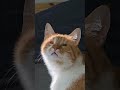 Blind Cat Enjoys Warm Spot of Sunshine