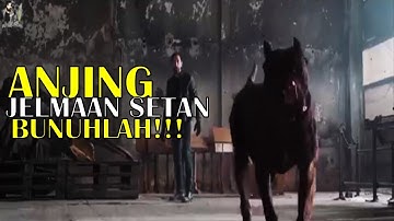 Sabda Nabi Muhammad !! Bunuhlah Jika Bertemu Dengan Hewan yang Satu Ini, Anjing Hitam Jelmaan Setan