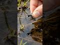 What a Mosquito Sees Inside a Hidden Water Colony 🦟#shorts