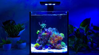 Nano Reef Tank Update Month Three (No Skimmer) screenshot 4