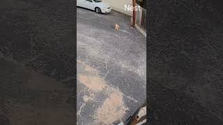 ¡A CHINGÁ!, CANELO EL GATO INGRATO SE SABE TREPAR A LOS POSTES.