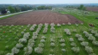 Drone cameras capture spring cherry blossoms at Door County, Wisconsin, orchards