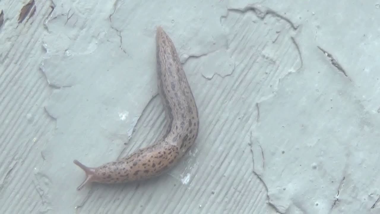 Slug Land Slug 蛞蝓 水蜒蚰 鼻涕虫 无壳蜗牛 鼻涕蟲 無殼蝸牛 Youtube