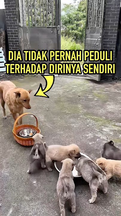 This Mother Dog's Story Shocks Everyone