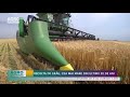 Recolta de grâu, cea mai mare din ultimii 30 de ani – AGRO TV News