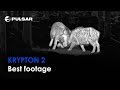 Pulsar Krypton 2 | Best footage | Thermal Imaging Front Attachment