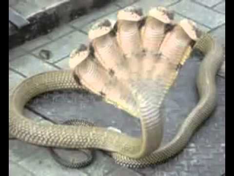 Five Headed Snake In India.