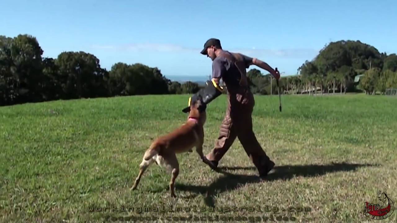2016 Team Nordenstamm @ Working Malinois Australia seminar, with Edgar Sherkl