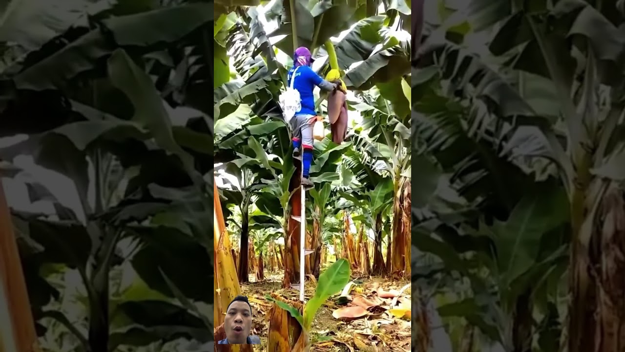 Cách chăm sóc chuối #farming #agriculture #satisfying #shortvideo