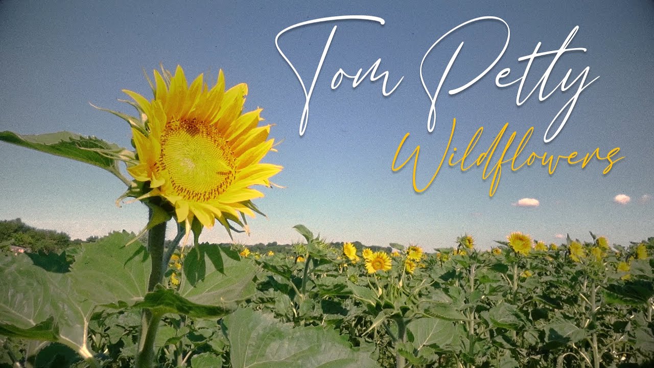 Tom Petty Wildflowers (Acoustic Cover by MaxAttics) YouTube