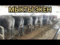 Чылк семиз экен булар