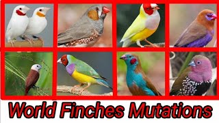 World Finches Top 20 Mutations 2024  / Finch Bird Varieties