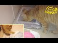 茶トラ子猫時代「ひろし」初貼るカイロ＋初自動餌やり機(作動せず手動•••)動画