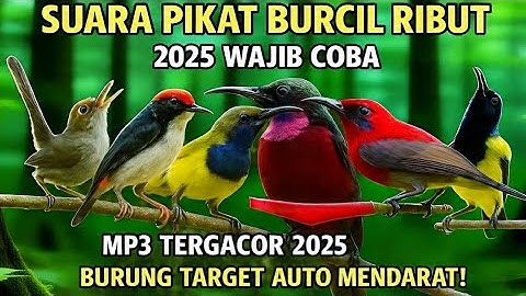 Suara pikat burcil ribut,anti zonk,terbaru 2025  mp3 100%ampuh