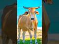 pani Lao re 🤣😂#cow #funny #animals #comedy #cute