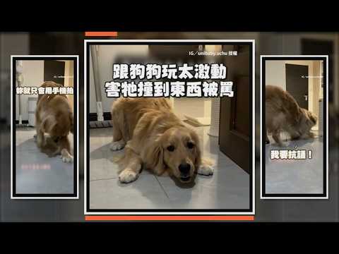 和阿金玩太嗨撞倒東西 但只有牠被罵氣到全身都在抗議