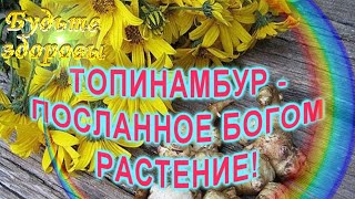 ТОПИНАМБУР – ПОСЛАННОЕ БОГОМ РАСТЕНИЕ!