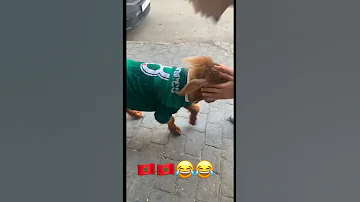 اجي تشطاح اجي ترڨوص والعتروس ديما بوڨوص Morocco 