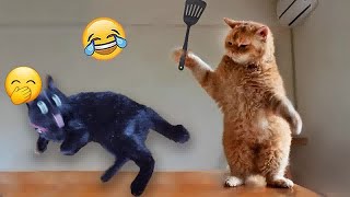 🙀😻 Funny Dog And Cat Videos 🐶😆 Funniest Animals #13